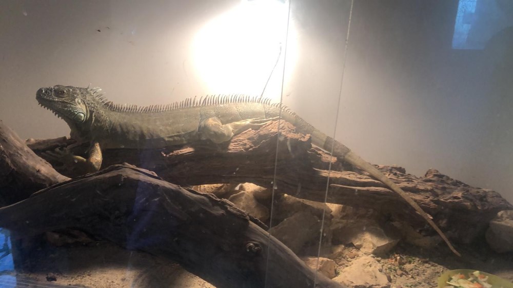 İstanbul'da silah operasyonu: Puma, flamingo, iguana ele geçirildi - 4