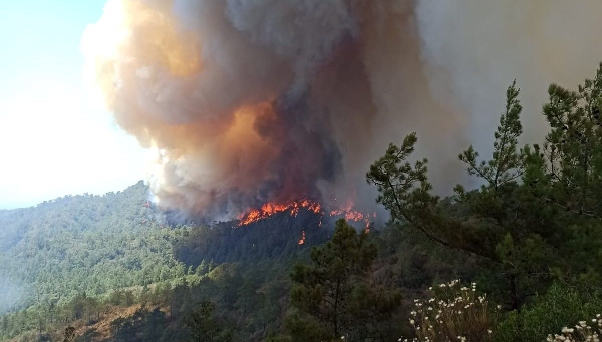 Orman yangınına nasıl müdahale edilmeli?