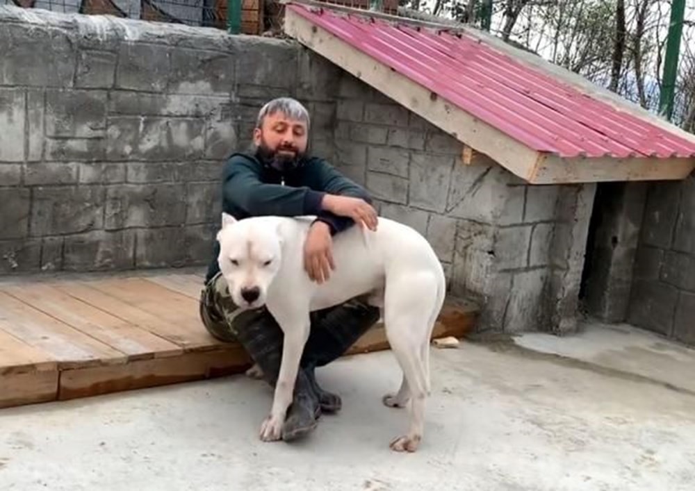 Dogo Argentino ırkı köpeklerine yargı kararıyla kavuştu NTV