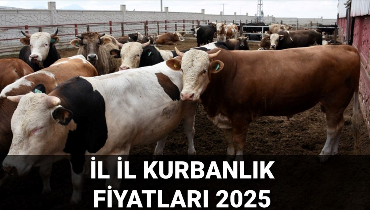 Kurbanlık fiyatları il il sorgulama ekranı 2025: Büyükbaş ve küçükbaş kurbanlıkların canlı kilogram fiyatı ne kadar? İstanbul, Ankara, İzmir ve tüm illerin kurbanlık fiyatları