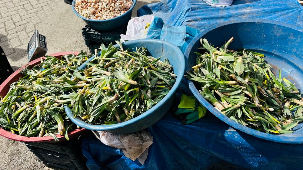 Doğanın Hazinesi: Şifa Dolu Bir Kaynak 76 HirppmdZD0GUElFK6piBlQ