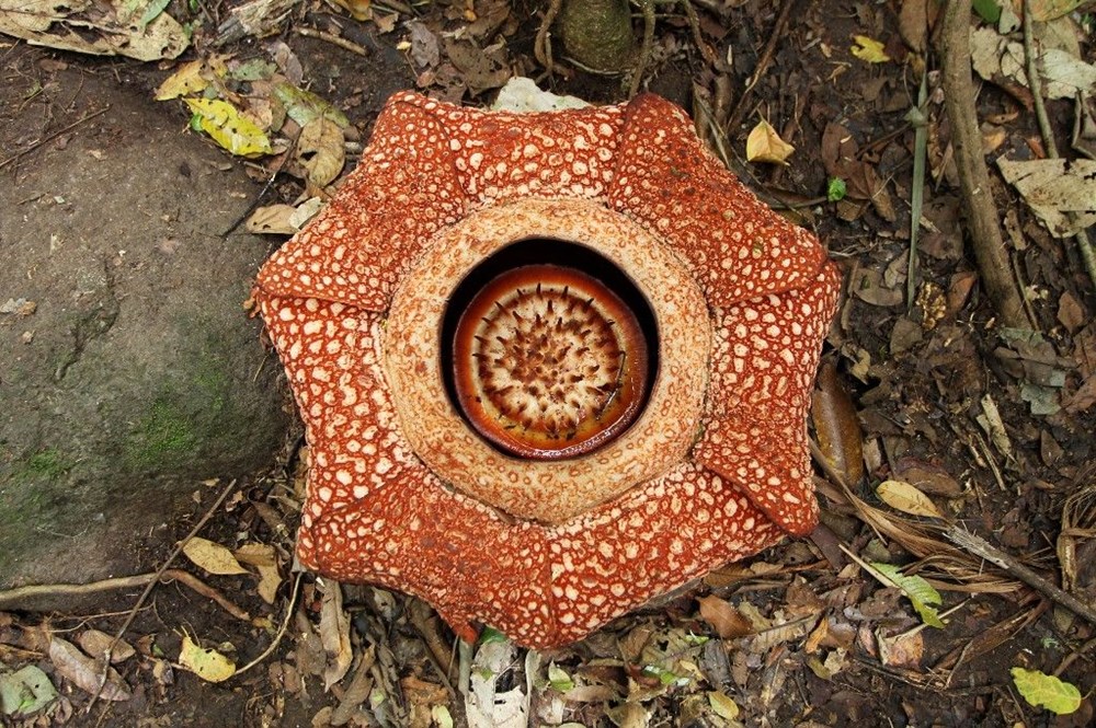 Dünyanın en büyüğü: Endonezya’da ceset çiçeği olarak da
bilinen 'Rafflesia arnoldii' açtı - 15