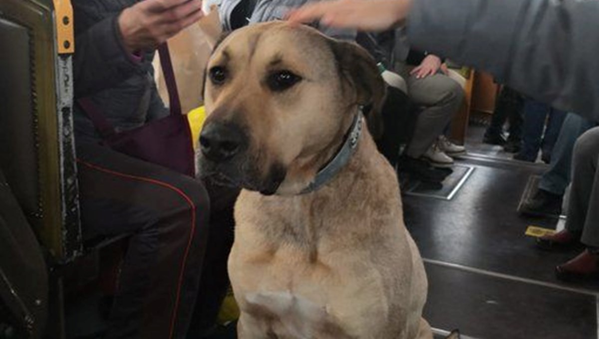 Boji yerleşik hayata alışamadı (Tramvaydan yeni fotoğraf)