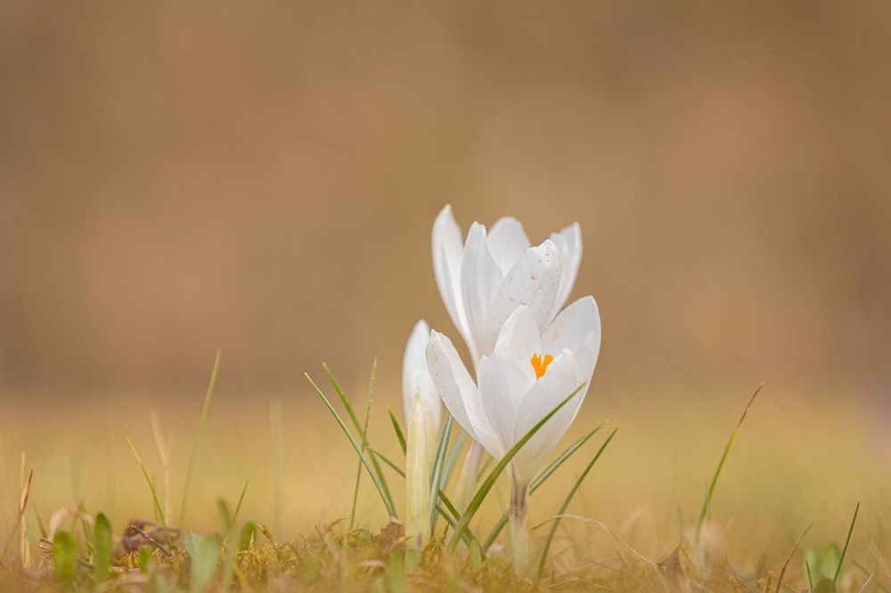 Nevruz Bayramı ne zaman, kimler tarafından kutlanır? Nevruz Bayramı gelenekleri - 4