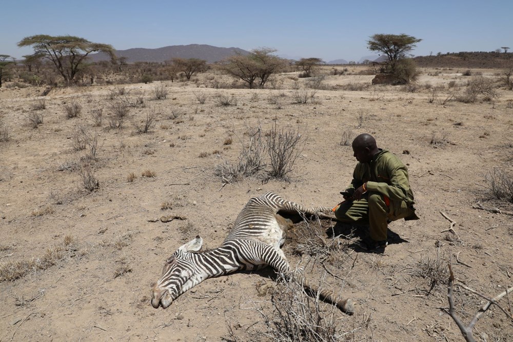 Kenya'da son 40 yılın en şiddetli kuraklığı: Nesli tükenmekte olan hayvanlar art arda ölüyor - 5