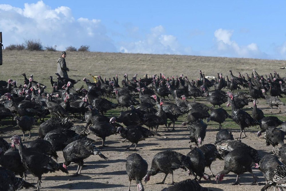 Yılbaşı hindileri satışa çıktı (Fiyatı kaç lira olacak?) - 4
