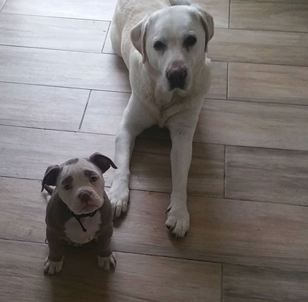 yeni fenomeni Üzgün suratlı köpek &quot;Bayan Kaş&quot; Magazin