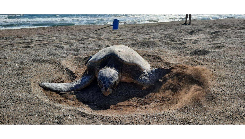 Caretta carettaların yuva sayısında rekor