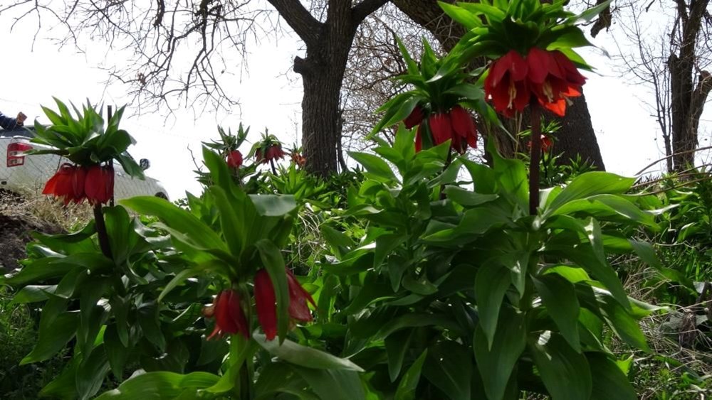 Yılın sadece 20 günü yaşıyor, başında nöbet tutuyorlar: Koparmanın cezası 244 bin lira! - 2