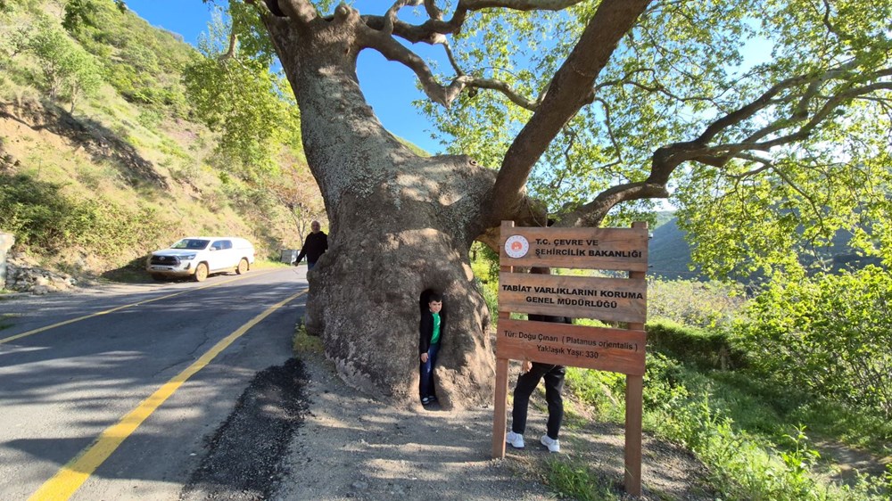 330 yıllık çınar ağacı: 2 devlet, 15 padişah, 12 cumhurbaşkanı gördü 75 HtBDXDIViEeuPF15CimjOA