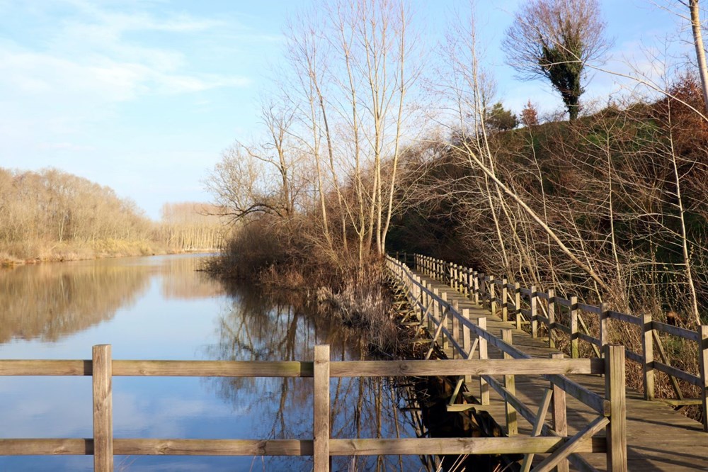 Dünyada ikinci, Türkiye'de ise tek parça halindeki en büyük longoz: Sakarya Acarlar Longozu - 13