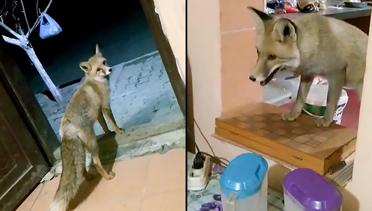 Şantiyenin maskotu oldu: 6 aydır her akşam geliyor