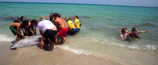 Kıyıya vuran balina ve yavrusu kurtarılamadı Magazin