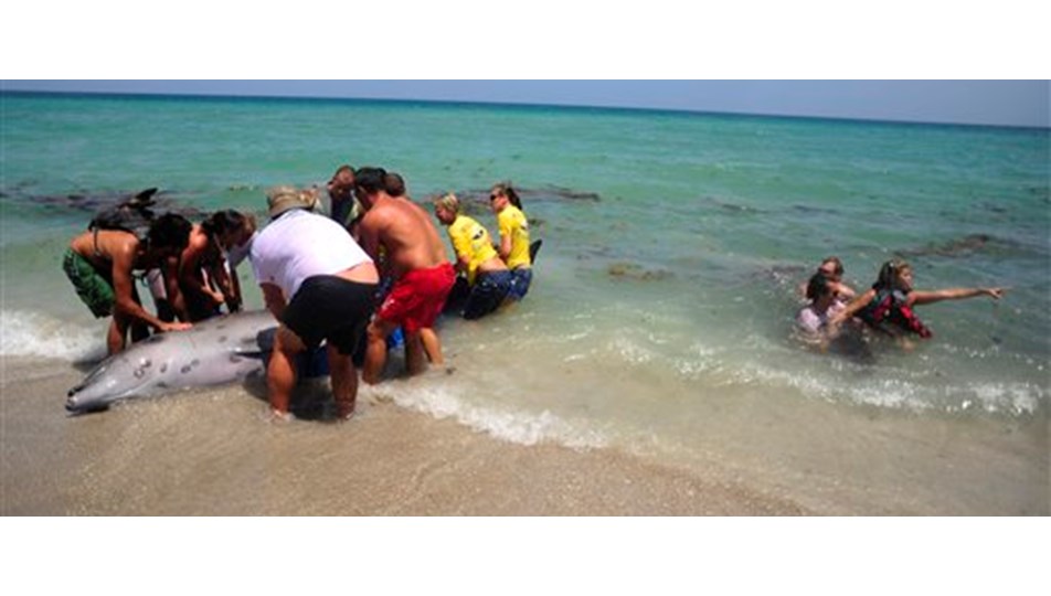 Kıyıya vuran balina ve yavrusu kurtarılamadı Magazin Kıyıya vuran balina ve yavrusu kurtarılamadı Magazin