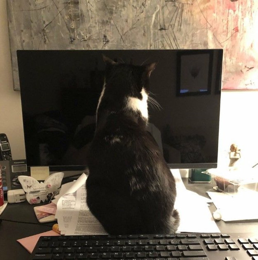 corona virüsü kedi