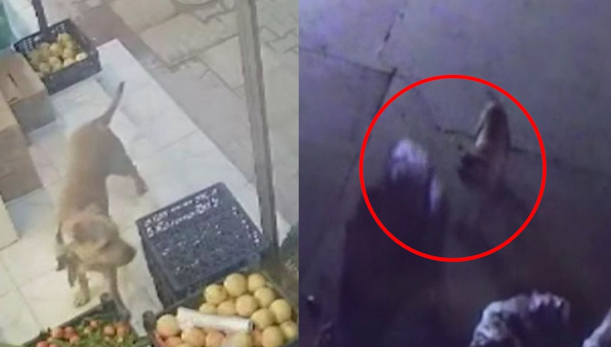 Kağıt toplayan kadına pitbull saldırdı