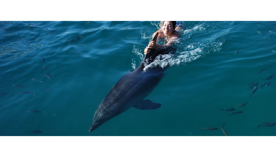 Dolphin Park'ta Yunuslar ile yüzmek..