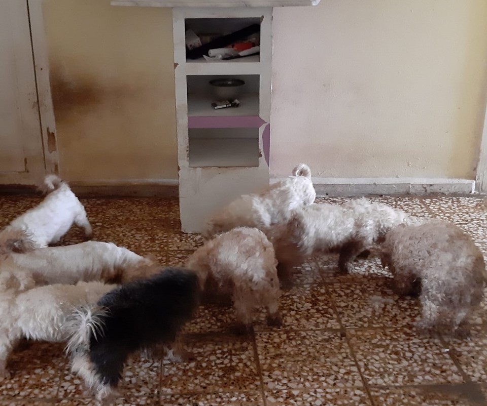 Bursa'da 'Maltese Terrier' cinsi 23 köpek ele geçirildi (Piyasa değeri 150 bin lira) - 1