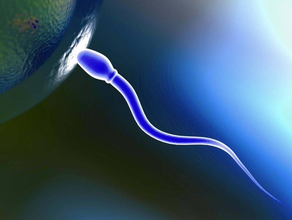 Sperm sayısı 120 milyondan 15 milyona düştü - 1
