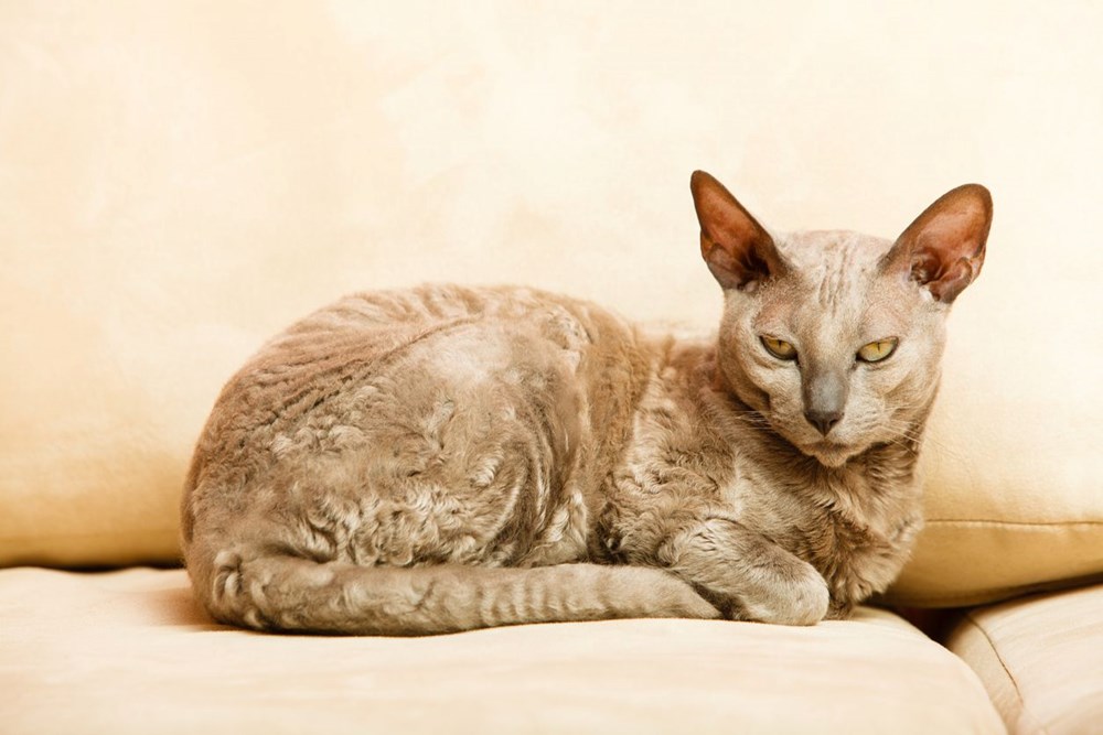 Bilim insanları en güzel ve en çirkin kedi türlerini açıkladı (Türkiye'ye özgü iki kedi türü listede) - 8