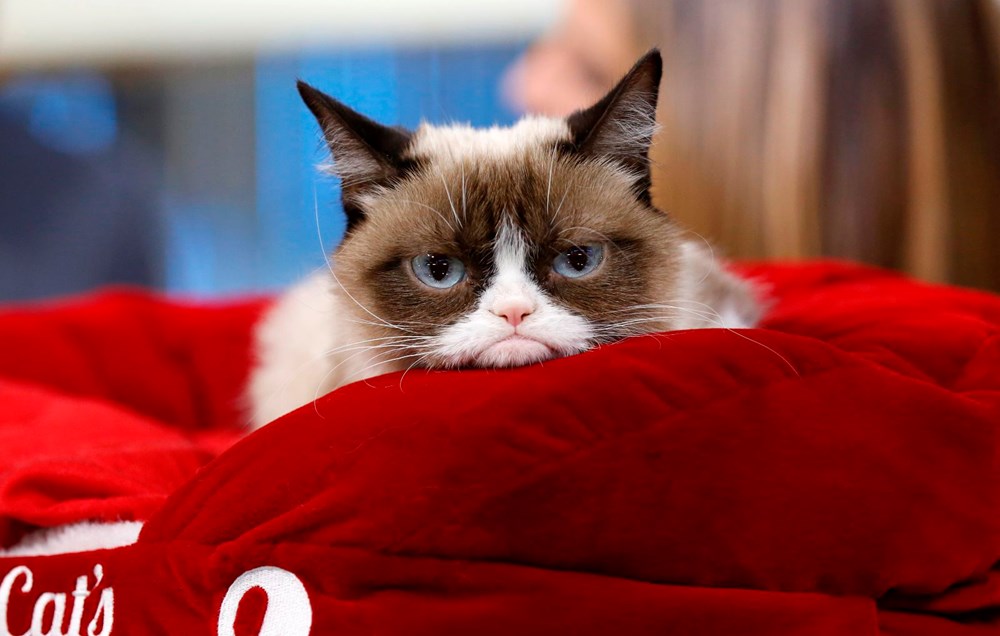 Huysuz Kedi �Grumpy Cat� hayatını kaybetti NTV