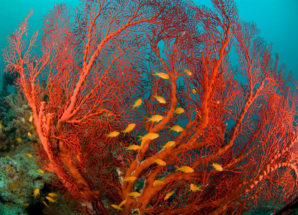 Yeni rapor: Küresel ısınma, on yılda dünyadaki mercanların yüzde 14'ünü öldürdü - 2