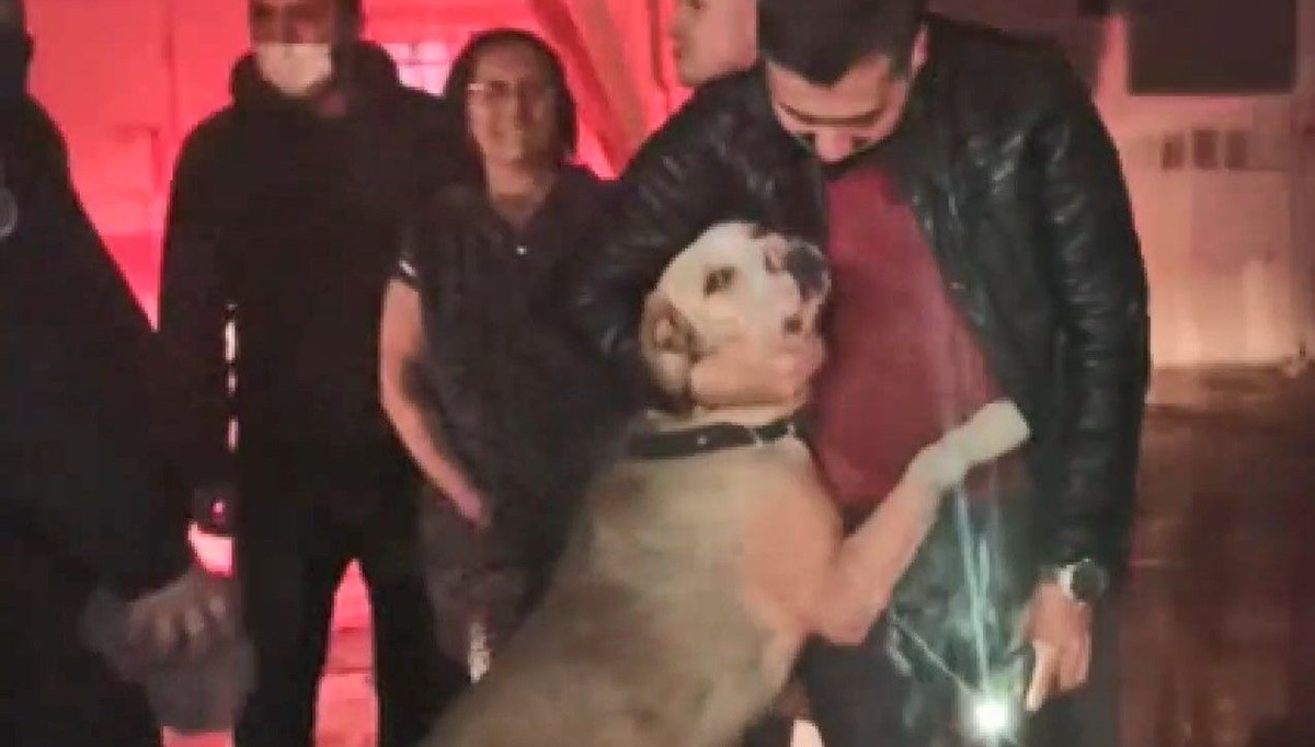 Yangından baygın kurtarılan köpek sahibini böyle bekledi