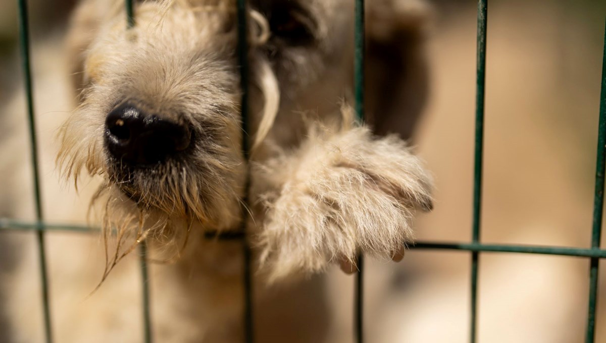 İş stresi köpekleri de vuruyor