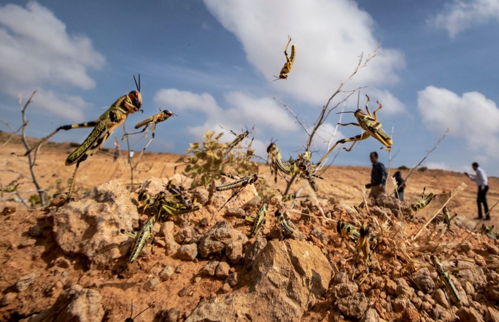 Somali, çekirge istilası nedeniyle OHAL ilan etti - 4