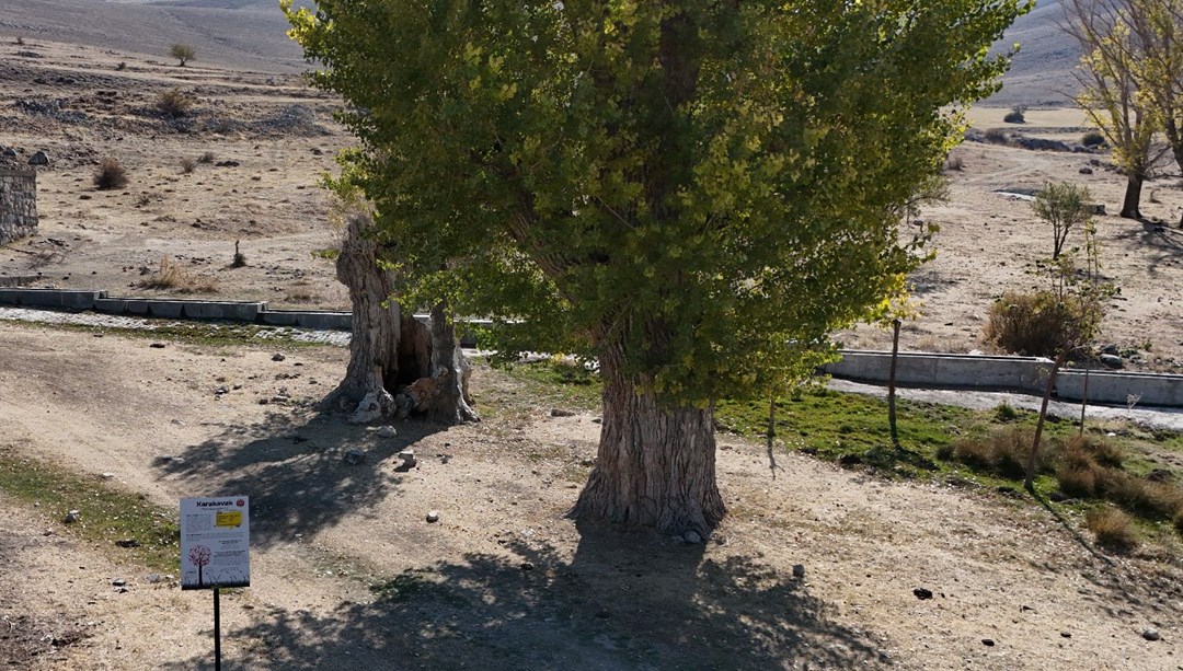 Asırlık kavak ağacı yıllara direniyor! Kayseri halkı için önemi büyük