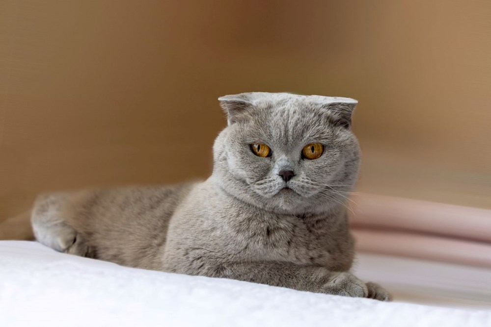 Hollanda'da yeni düzenleme: Bu kedileri sahiplenmek yasak! - 5