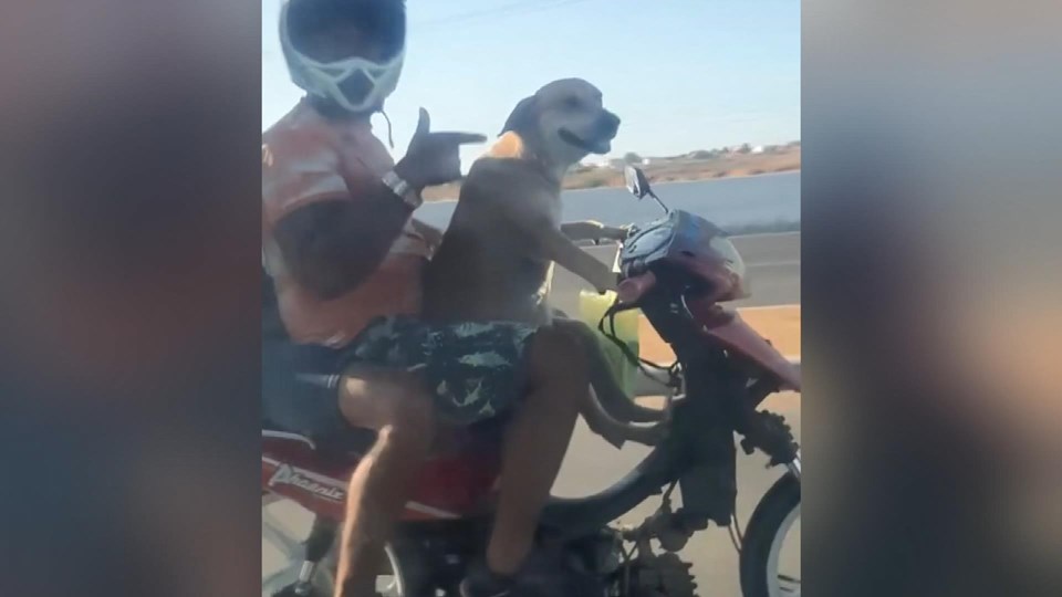 Motosiklet süren köpek sosyal medyada büyük ilgi gördü - 1