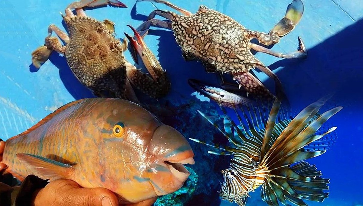 Akdeniz’i istila eden balık türü sayısı 66’ya yükseldi