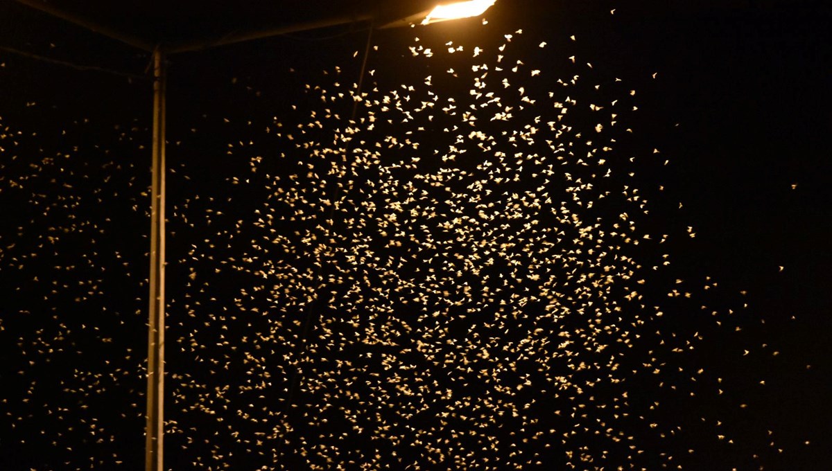 Bir gün sineklerinin ölüm dansı