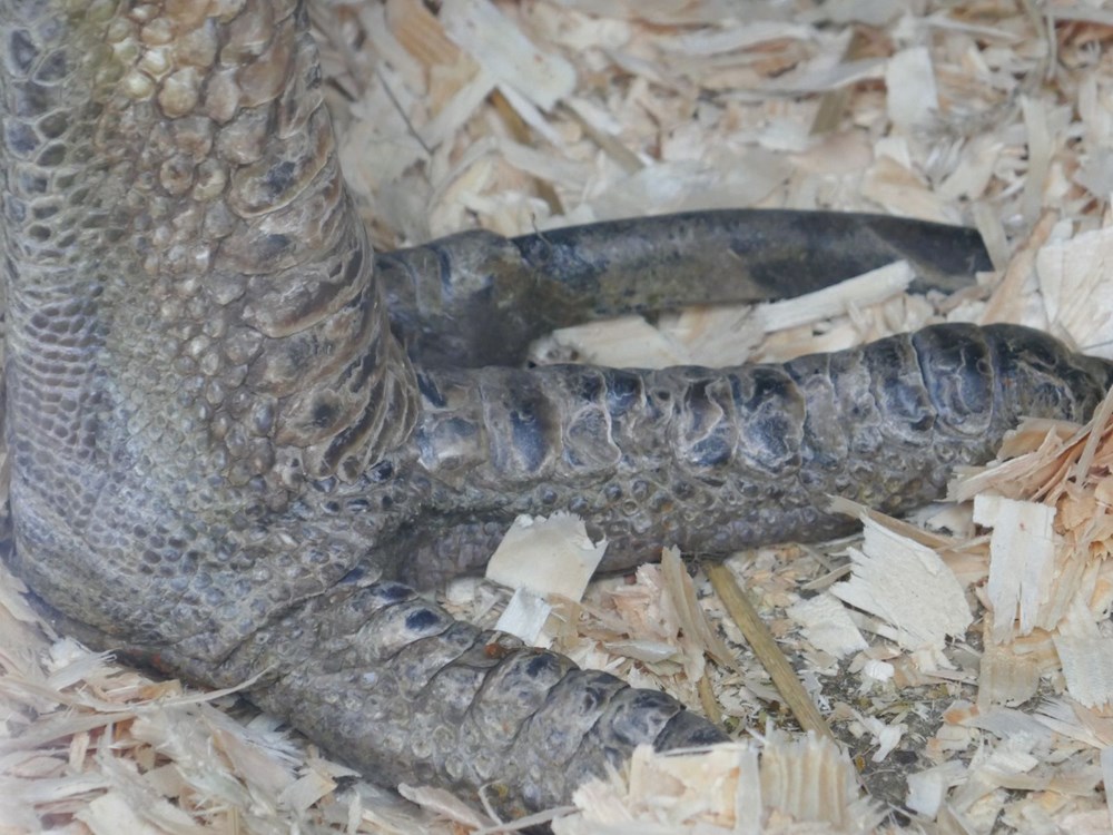 Dünyanın en tehlikeli kuşu: Tavuktan eski, dinozordan vahşi - 9