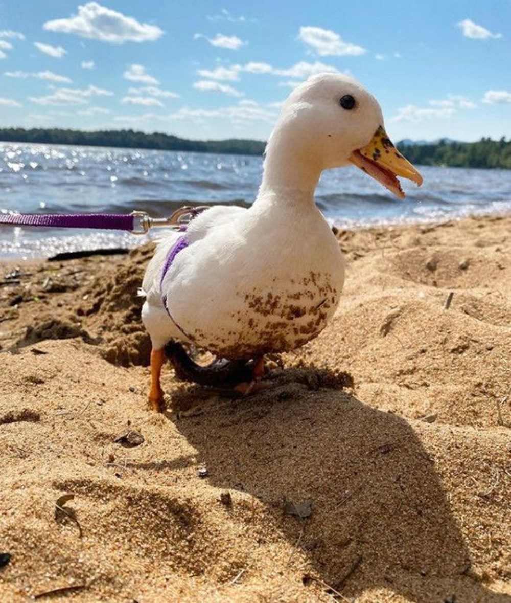 Fenomen ördeğin kazancı dudak uçuklattı - 2