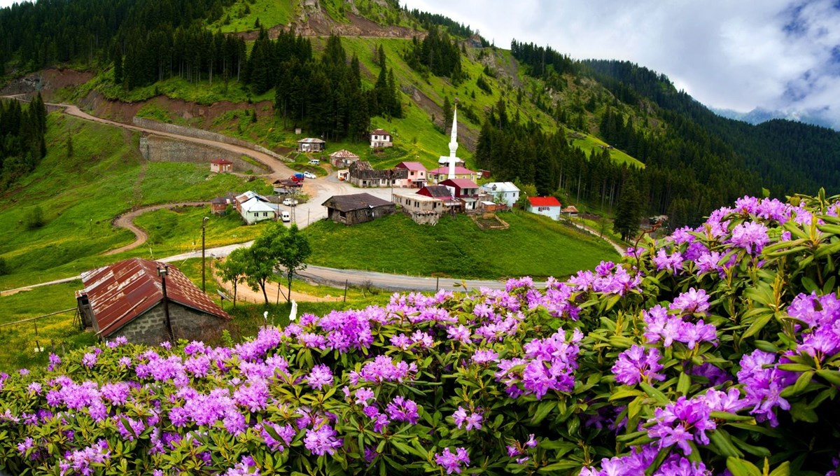 Karadeniz yaylalarını, ormangülü süsledi