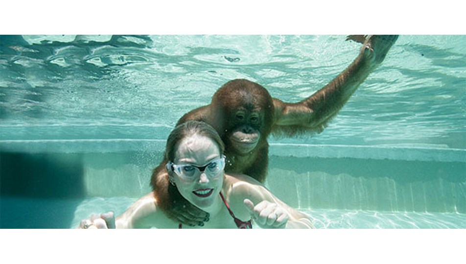 Шимпанзе плавает. Обезьяна в бассейне. Мартышки в бассейне. Обезьяна в воде. Обезьяна под водой.