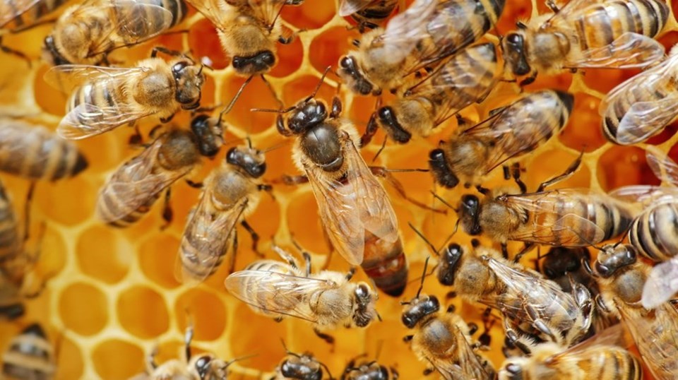 Güney Afrika'da arılar arasında yeni bir hastalık yayılıyor: Topluca ölüyorlar - 1