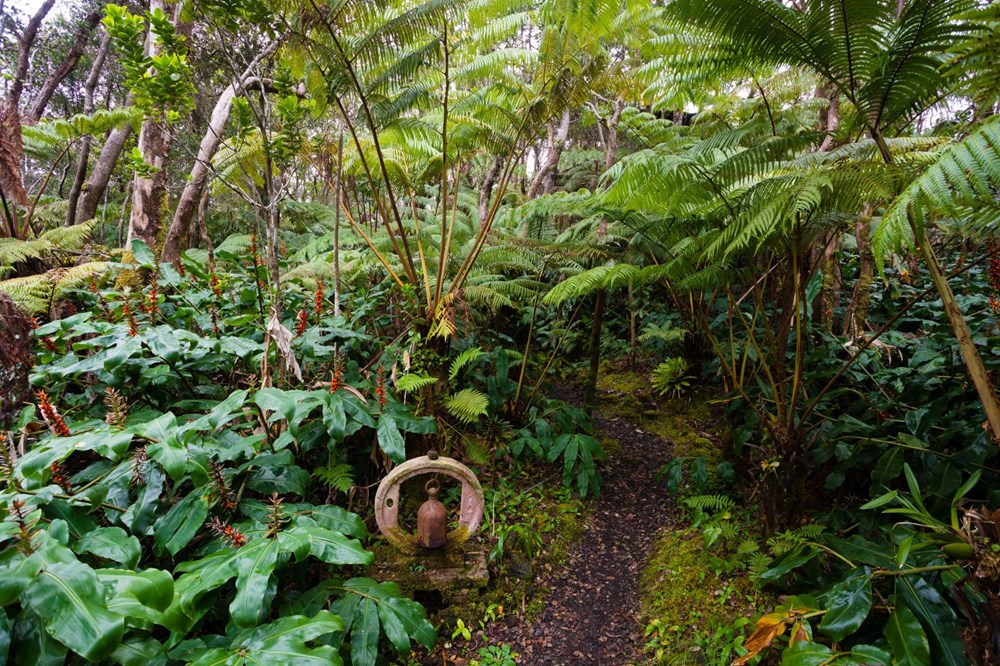 Dnyann en eski tropikal yamur orman Aborijin halkna iade edildi