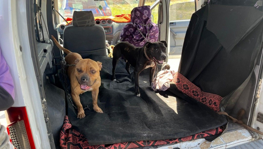 Gaziantep'te 3 yasak ırk köpeğe el koydu