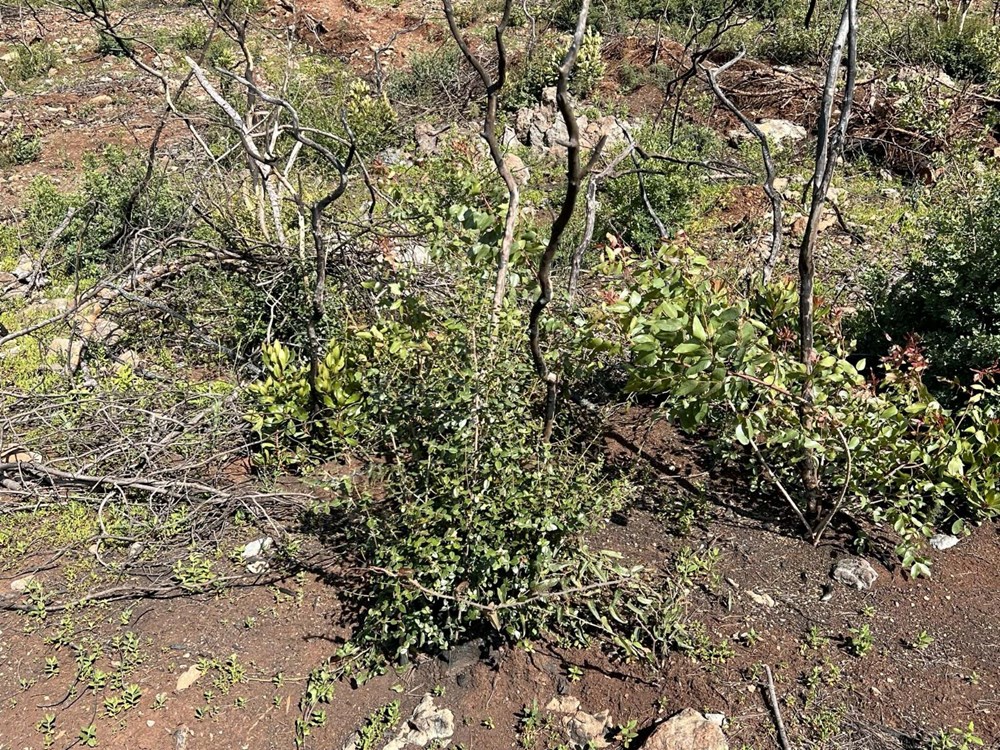 Marmaris'te yanan alanlar yeşillenmeye başladı - 9