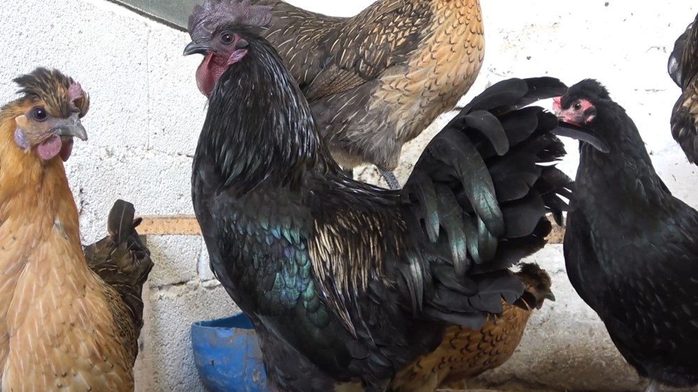 'Ayam Cemani' cinsi horoz ve tavuk görenleri şaşırtıyor: Piyasa fiyatı 17 bin TL - 3