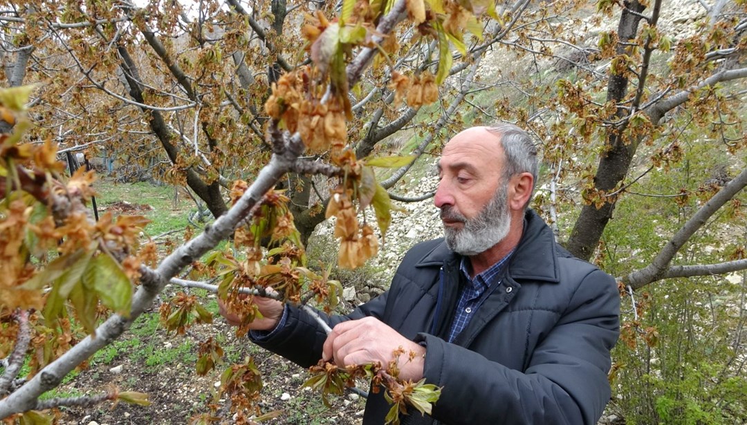 Üreticiler ciddi kayıp yaşıyor: Zirai don albastı kirazını da vurdu