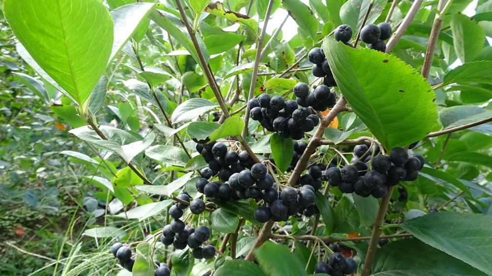 Karadeniz In Yeni Meyvesi Aronya Da Ilk Hasat Ntv