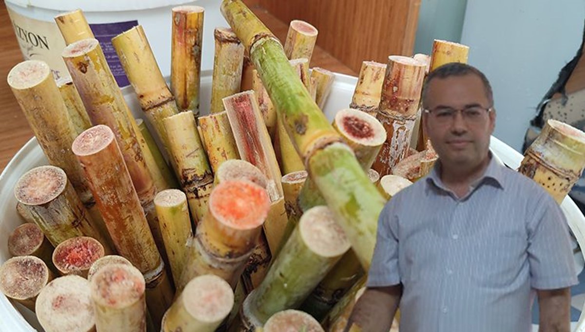 Yeni keşfetmeye başladılar, faydası saymakla bitmiyor Yeni keşfetmeye başladılar, faydası saymakla bitmiyor
