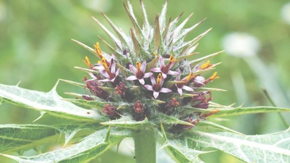 Dünyadaki bitkilerin beşte ikisi yok olma tehlikesiyle karşı karşıya - 3