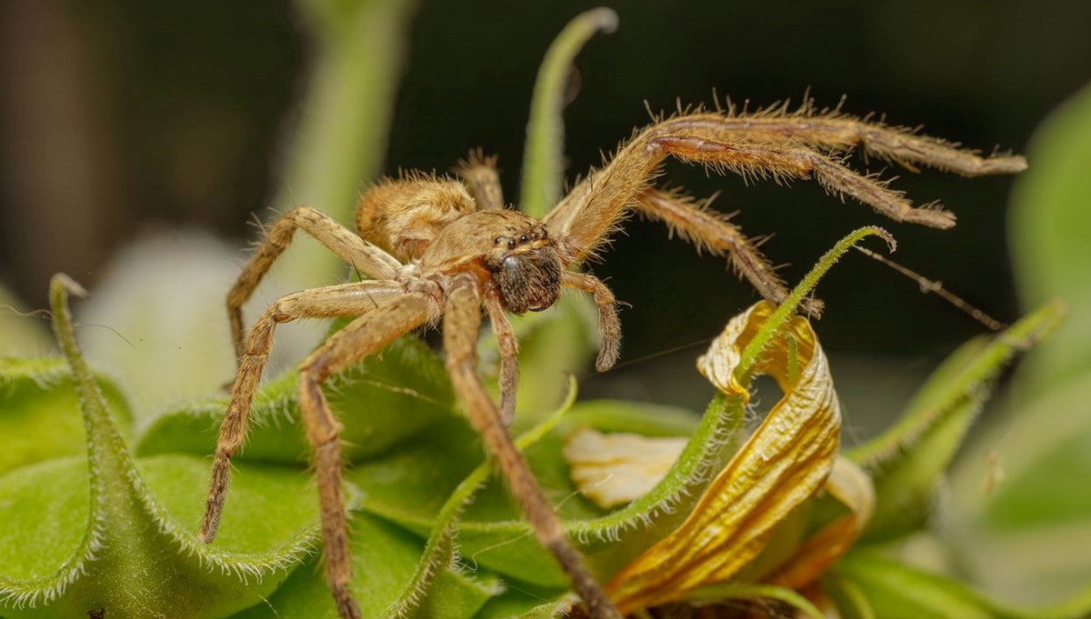 Uçak pilotu 35 bin fit yükseklikte tarantula tarafından ısırıldı, yolcular panik yaşadı