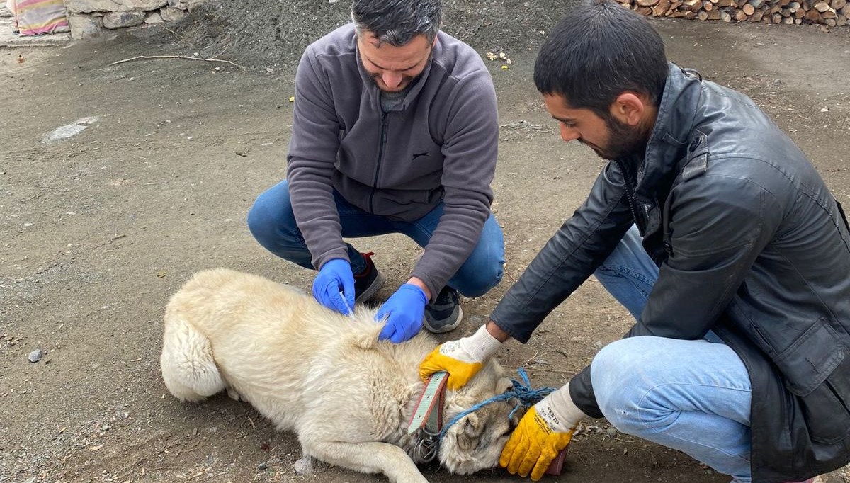 Kuduz nedeniyle köy karantinaya alındı Kuduz nedeniyle köy karantinaya alındı