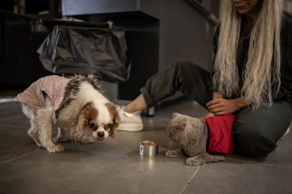 Obezken ünlenen kedi Şiraz'ın çilesi bitmiyor: Şimdi de sahipsiz kaldı - 8